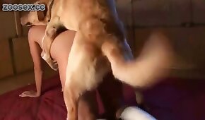 sexo de cachorro,animal fode garota